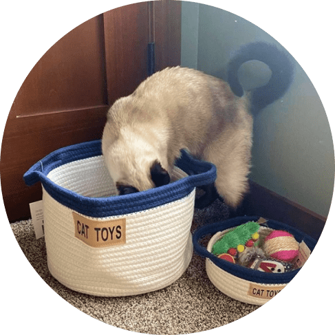 Cat Toy Rope Cotton Basket 23 » Pets Impress