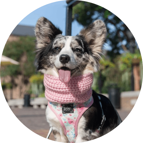 Dog Infinity Scarf - Pink 12 » Pets Impress