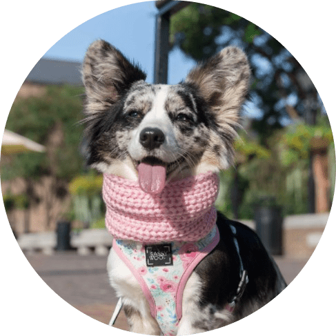 Dog Infinity Scarf - Pink 15 » Pets Impress