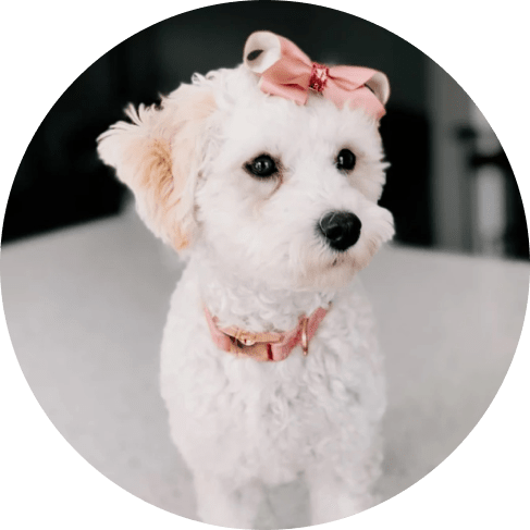 Dolce Rose' Dog Collar 7 » Pets Impress
