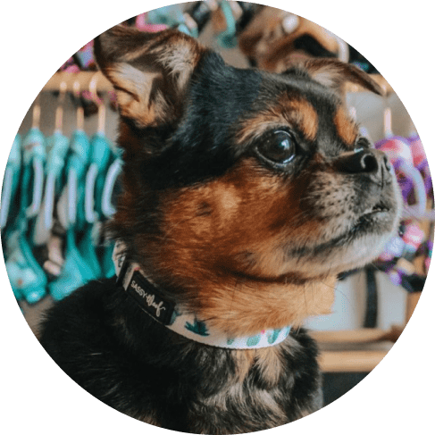 Sass on Point' Dog Collar 10 » Pets Impress