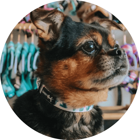 Sass on Point' Dog Collar 12 » Pets Impress