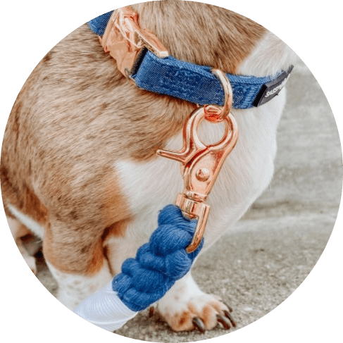 Denim' Dog Collar 7 » Pets Impress