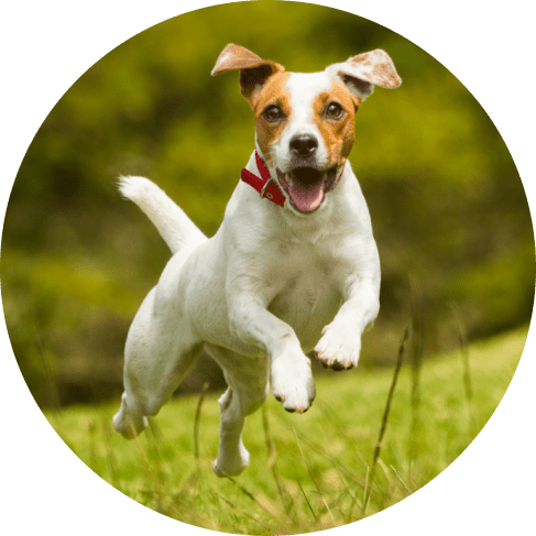 Tire of Fun Dog Chew Toy 4 » Pets Impress