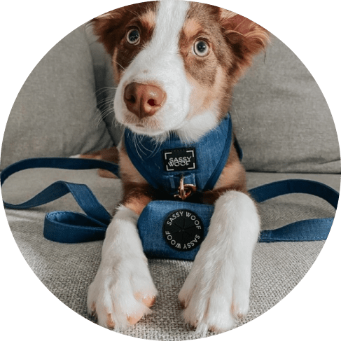 Denim' Dog Fabric Leash 7 » Pets Impress