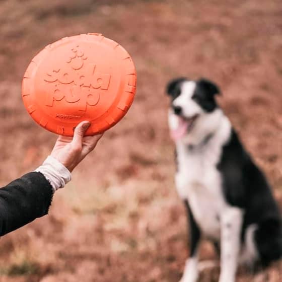 Bottle Top Flyer Toy 26 » Pets Impress