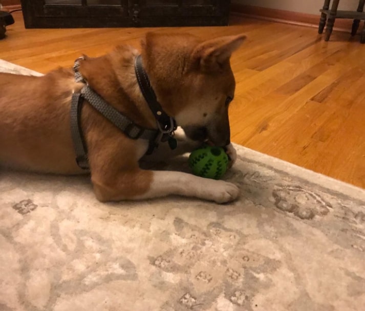 Dog Toy Feeder Ball Large (2.8 inch)