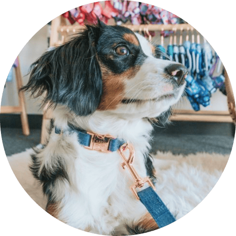 Denim' Dog Collar 9 » Pets Impress