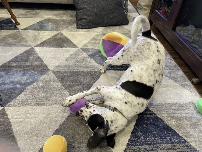 Plush Find a Bone Cube Dog Toy