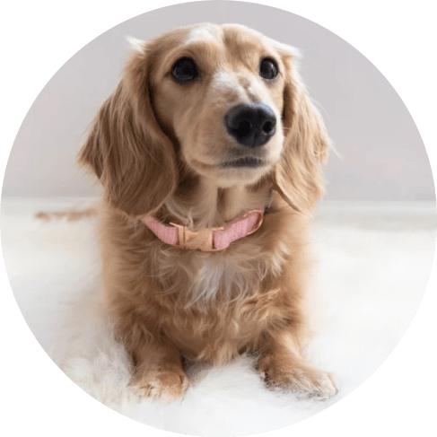 Dolce Rose' Dog Collar 9 » Pets Impress
