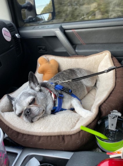 Dog Car Seatbelt Set (2pcs)