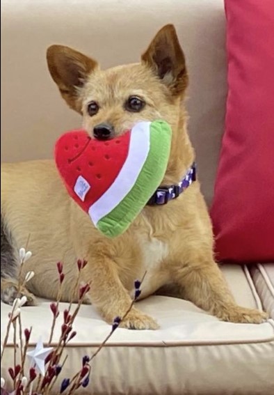 Smiley Watermelon Squeaker Plush Dog Toy