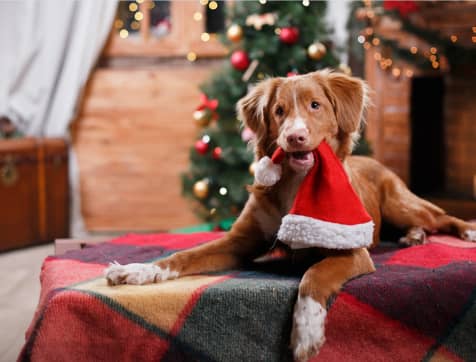 Red Plaid Christmas Dog Collar - Large 9 » Pets Impress