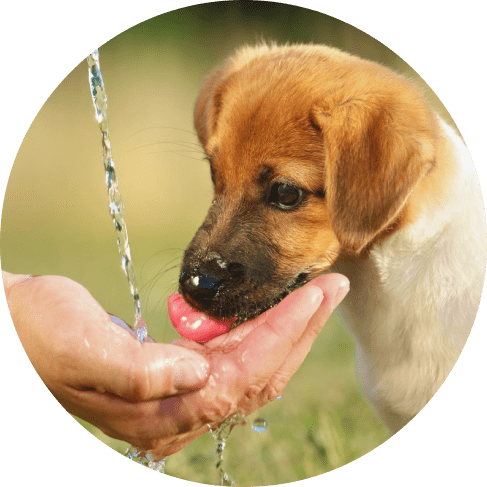 Eco-Friendly Silicone Dog Travel Water Bottle 15 » Pets Impress