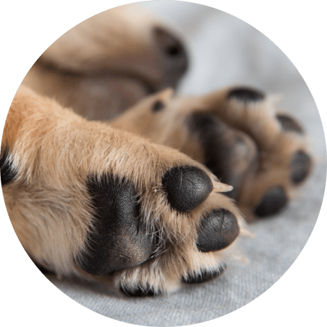 Petveda Soothing Butter Paw Balm 10 » Pets Impress