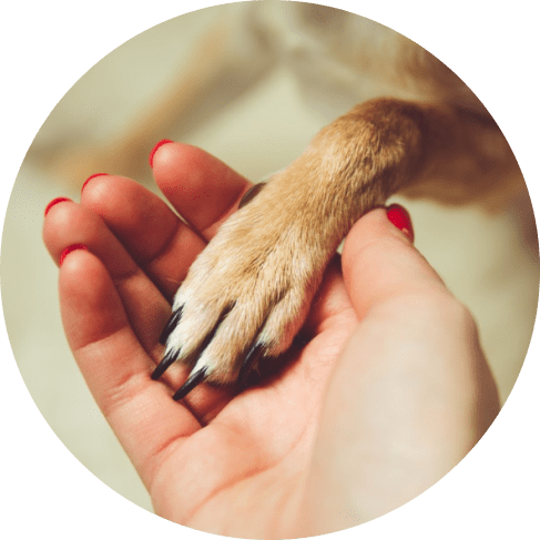 Petveda Soothing Butter Paw Balm 9 » Pets Impress