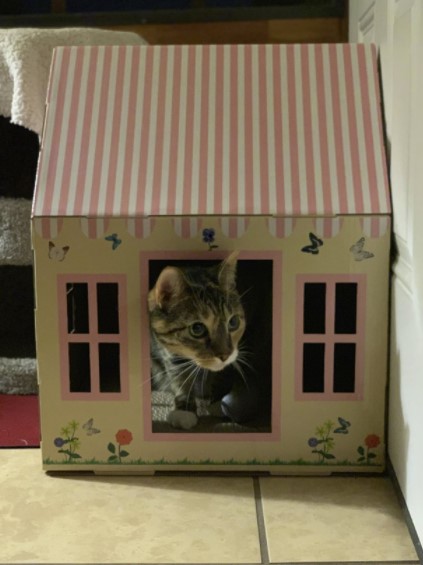 Cottage Cat Scratcher House