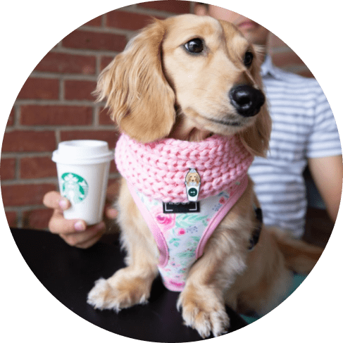 Dog Infinity Scarf - Pink 17 » Pets Impress