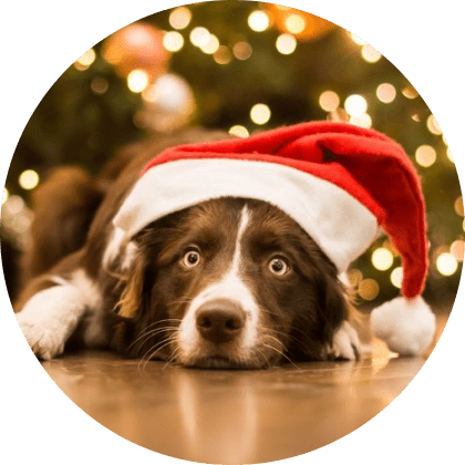 Red Plaid Christmas Dog Collar - Large 10 » Pets Impress