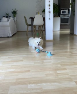 Tug-of-Floor Dog Toy