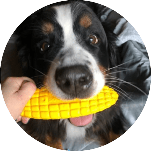 Nylon Corn on the Cob Chew Toy 11 » Pets Impress