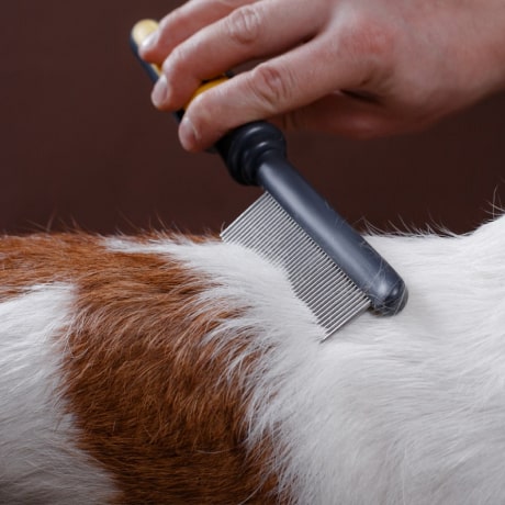 Dog Cranberry Detangler & Dematting Spray 7 » Pets Impress