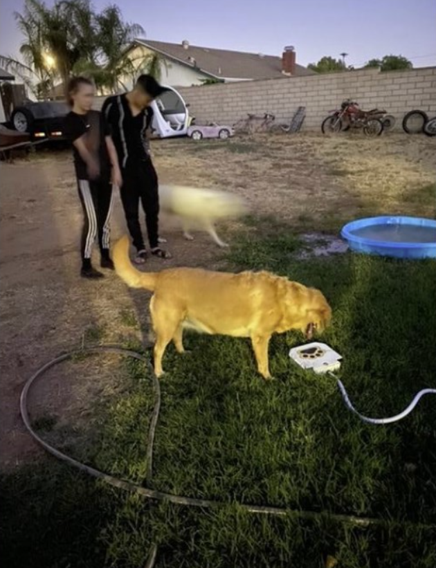 Automatic Outdoor Dog Water Fountain