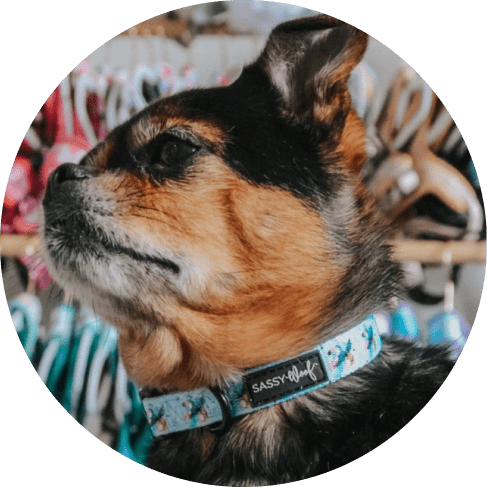 Tropicana' Dog Collar 10 » Pets Impress