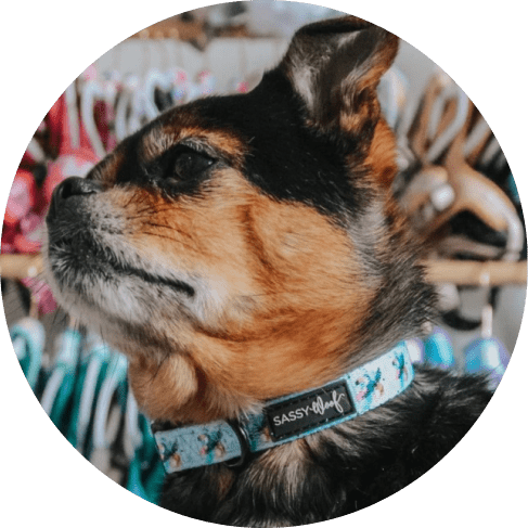 Tropicana' Dog Collar 12 » Pets Impress