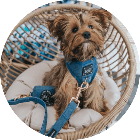 Denim' Dog Fabric Leash 6 » Pets Impress