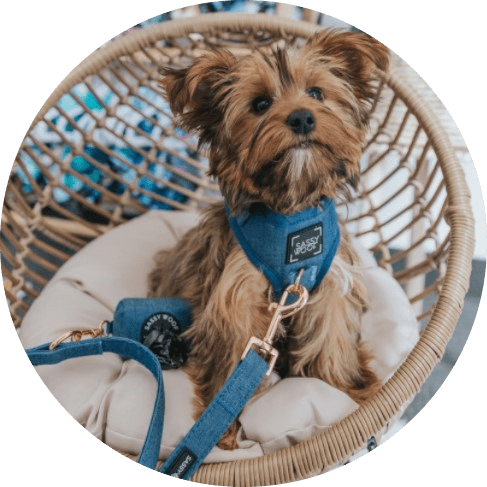 Denim' Dog Fabric Leash 7 » Pets Impress