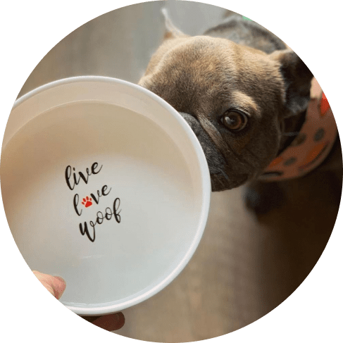 Sagres Pet Bowl 8 » Pets Impress