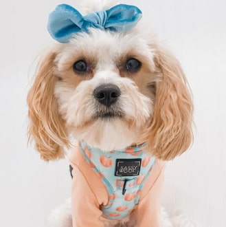 'Peach, Please' Adjustable Dog Harness 15 » Pets Impress