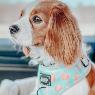 'Peach, Please' Adjustable Dog Harness 16 » Pets Impress