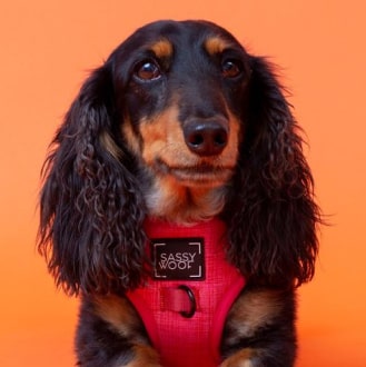 'Merlot' Adjustable Dog Harness 19 » Pets Impress