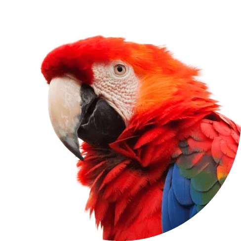 Chewing Toy For Parrots 14 » Pets Impress