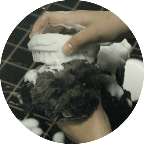 Grooming Bath Brush 6 » Pets Impress