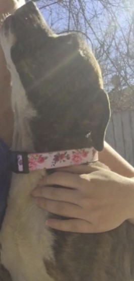 Rose Floral Dog Collar