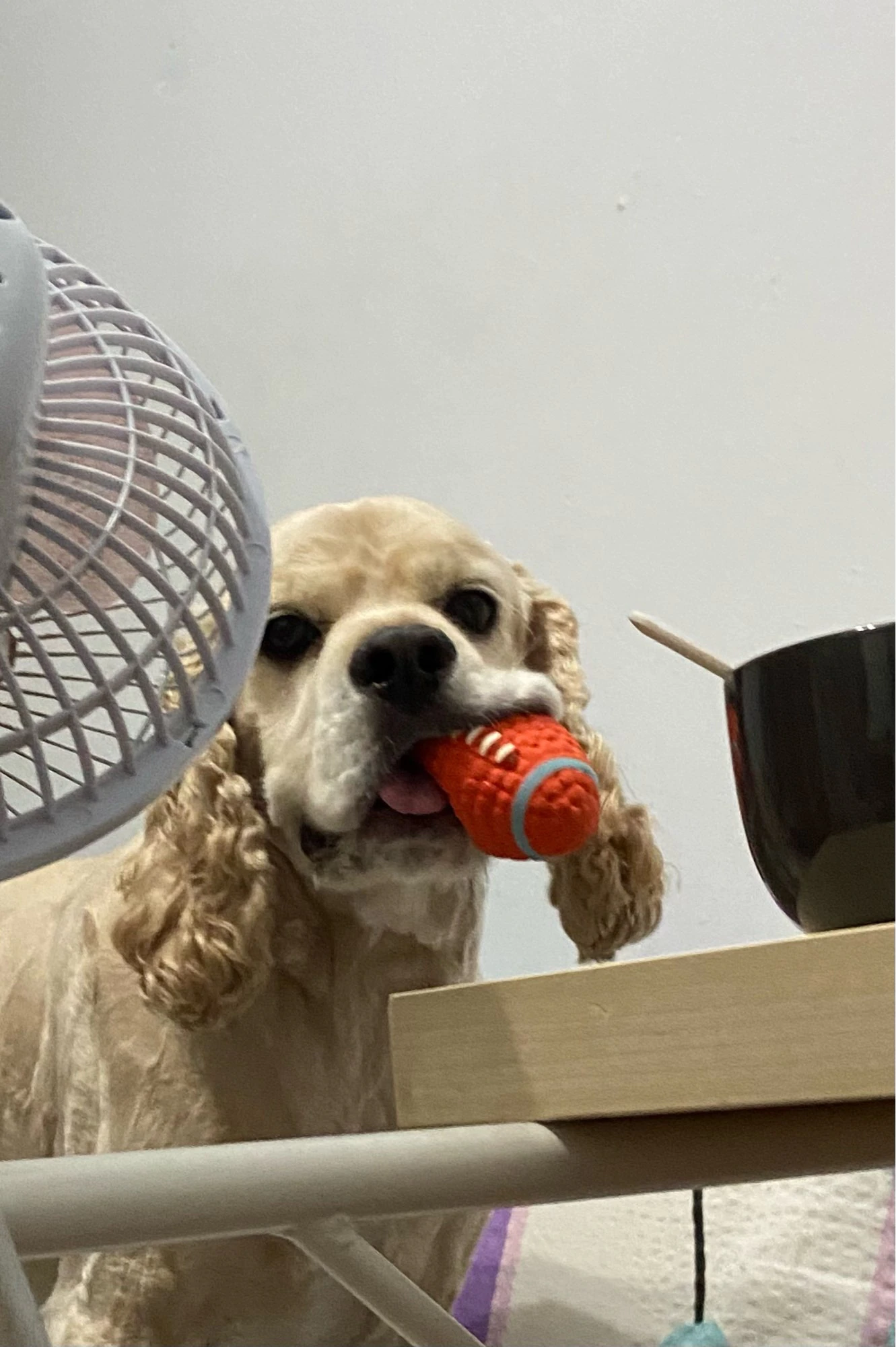 Soft Ball Dog Toy