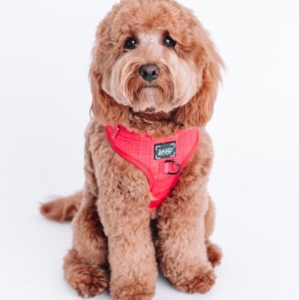 'Merlot' Adjustable Dog Harness 18 » Pets Impress